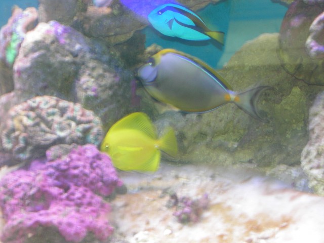 3 amigos 3 amigos